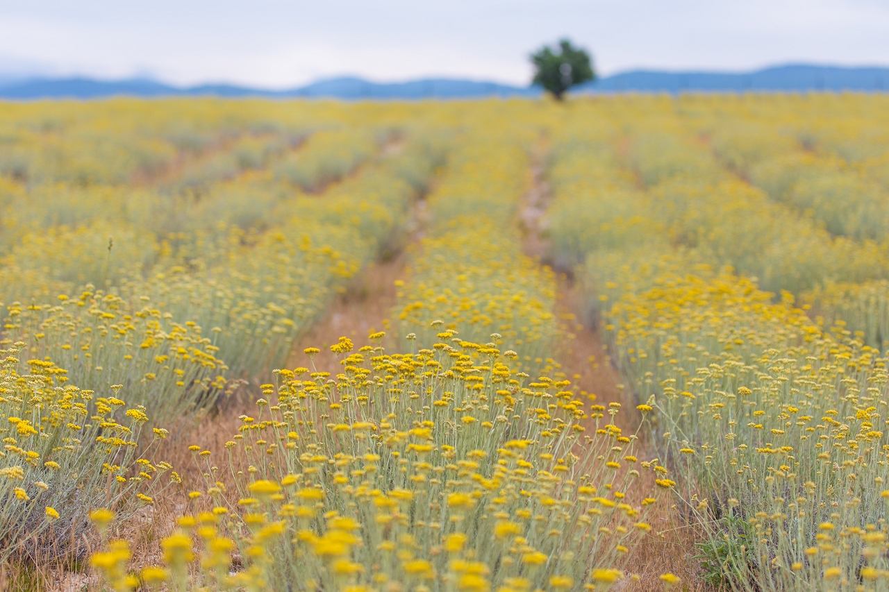 Immortelle Field